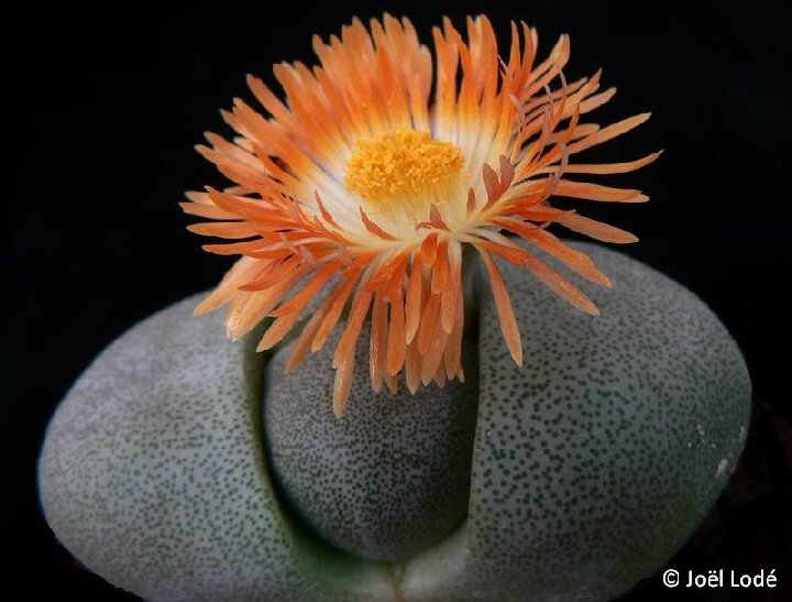 Pleiospilos nelii ©JLcoll.3869